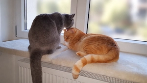 Zwei ältere Katzen suchen ein liebevolles neues Zuhause