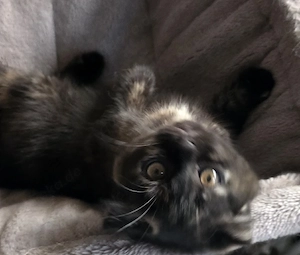 Kitten suchen neues Zuhause 