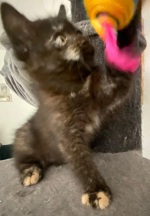 Kitten suchen neues Zuhause 