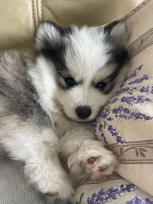 Pomsky Welpen