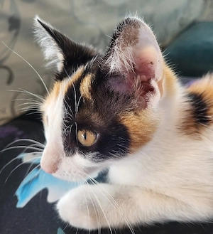 Sibirisch-EKH-Mix Kitten