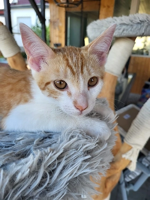 Sibirisch-EKH-Mix Kitten