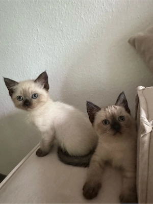 Siam kitten abholbereit
