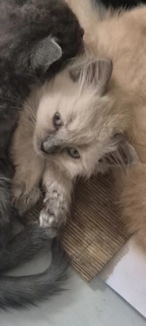 British Blue Point Kätzchen