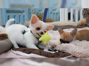    Gesunde Chihuahua-Rüden und -Hündinnen suchen ein liebevolles Zuhause   