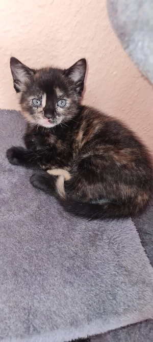    Zwei süße Kitten suchen bald ein liebevolles Zuhause   