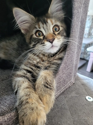Kitten von xxl Coonis und Champions in der Abstammung 