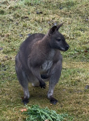 Wallaby, Bennett Känguru