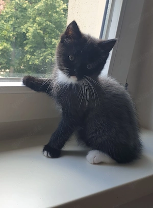 Bkh-Ekh-mix  Babykatzen 