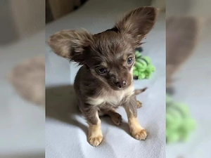 Bezaubernde Chihuahua-Welpen   Beste Freunde fürs Leben   