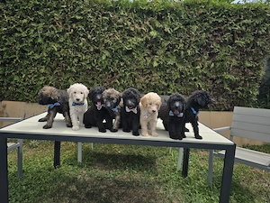 Goldendoodle welpen suchen zu Hause