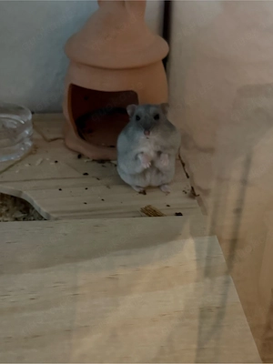 hamsterdame sucht neue Bleibe 