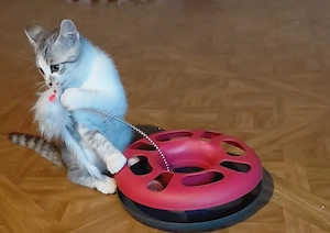  1Bkh-Mix Kitten 