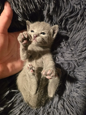 Russisch Blau Kitten Mbl Stammbaum Eltern 8 Tests Katze Kater 