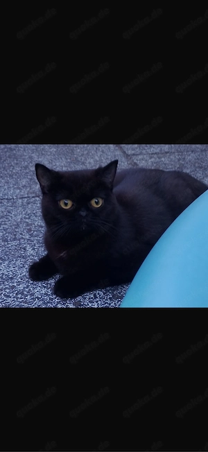 BKH katze mimi such liebevolles zuhause 