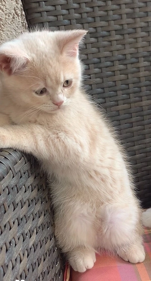 Ich darf ausziehen, BKH Kater