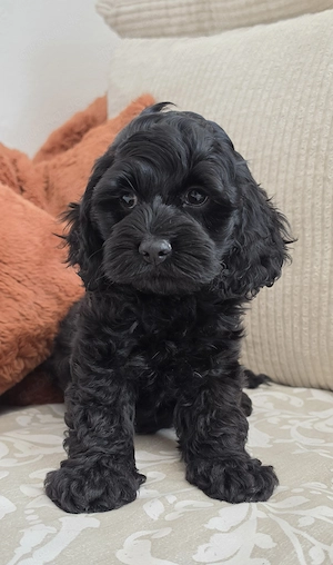 Cockapoo Welpen mit Abstammungsnachweis