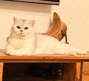 bkh kater 