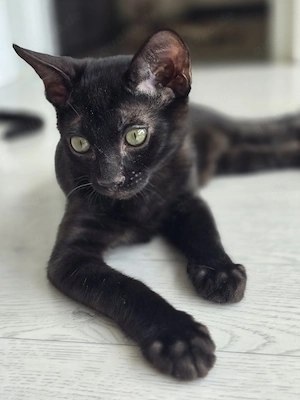 Bengalkitten abgabebereit mit Stammbaum 