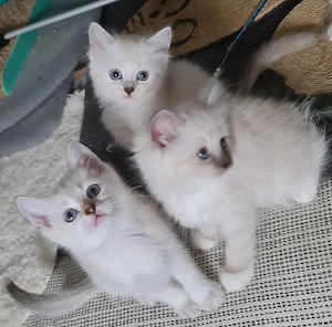 Bkh Heilige Birma kitten