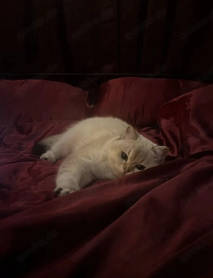 Britisch Kurzhaar Deckkater gesucht - Bitte Beschreibung lesen :)