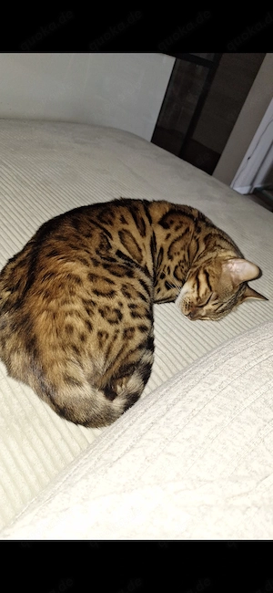 Bengalkater in liebevolle hände abzugeben 