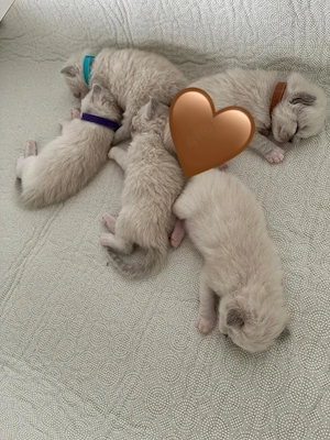 Ragdoll Kitten Blue mitted 