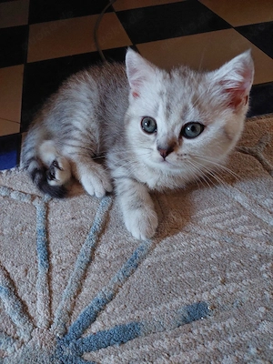 BKH Kitten  
