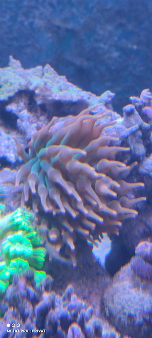 Meerwasser Kupferanemone Sunburst 