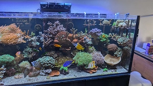Red Sea Reefer 625 XL Meerwasser Aquarium komplett mit allem