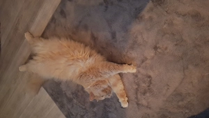 Simba in liebevolle Hände abzugeben 