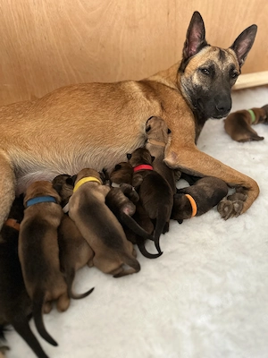Malinois x Hollandse Herder Welpen