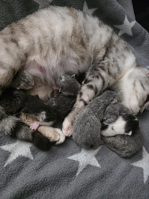 Kleine katzen suchen in 12 Wochen ihr traumschloss 