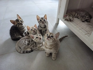 Wunderschöne Bengal-Kitten mit Stammbaum suchen ein liebevolles Zuhause (Liebhaberkatzen)