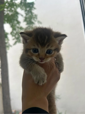 babykatzen 