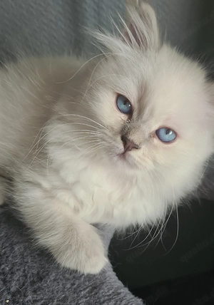 Perserkitten reinrassig 