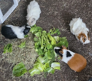 Meerschweinchen 2 Mädchen 2 Kastrierte Jungs 