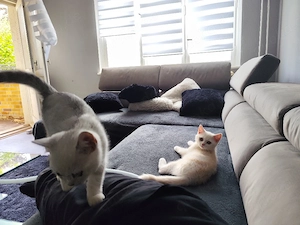 Reinrassige BKH Kitten