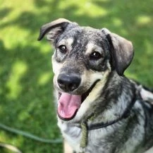 Kaji ca. 54 cm  sucht seine Menschen [auf Pflegestelle in 22763 Hamburg]