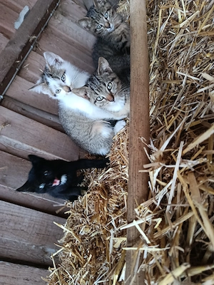 Kitten, Katzenbabys, Babykatzen, Kater, Hauskatze 