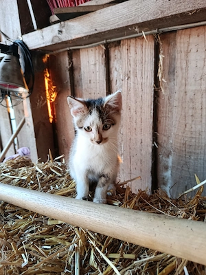 Kitten, Katzenbabys, Babykatzen, Kater, Hauskatze 