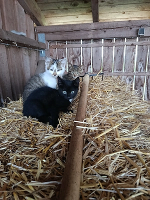 Kitten, Katzenbabys, Babykatzen, Kater, Hauskatze 