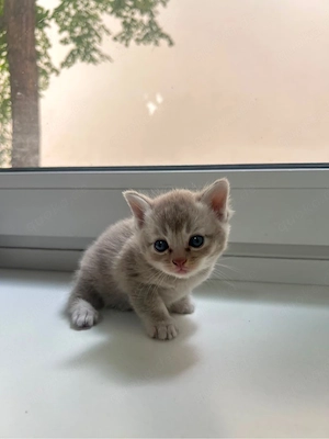 babykatzen