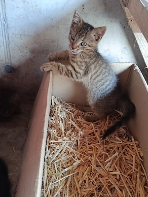 Kitten, Katzenbabys, Babykatzen, Kater, Hauskatze 