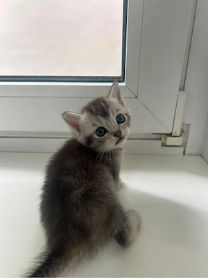 babykatzen