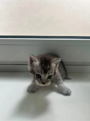 babykatzen