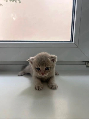 babykatzen