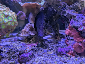 Zebrasoma gemmatum (Mauritius-Doktorfisch)