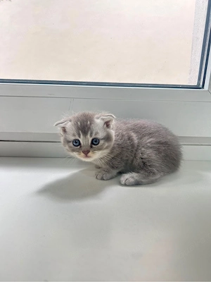 babykatzen