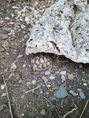 Breitrandschildkröte Nachzucht